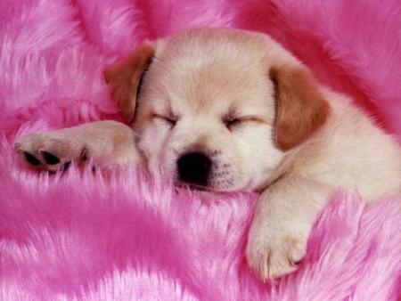 chiot
