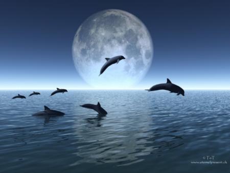 dauphins