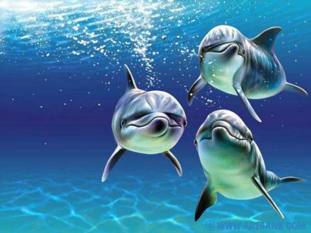 dauphins