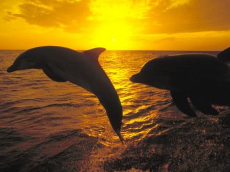 dauphins