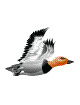 oiseau